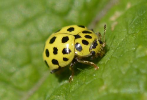 Réf. 209 062 : Psyllobora vigintiduopunctata